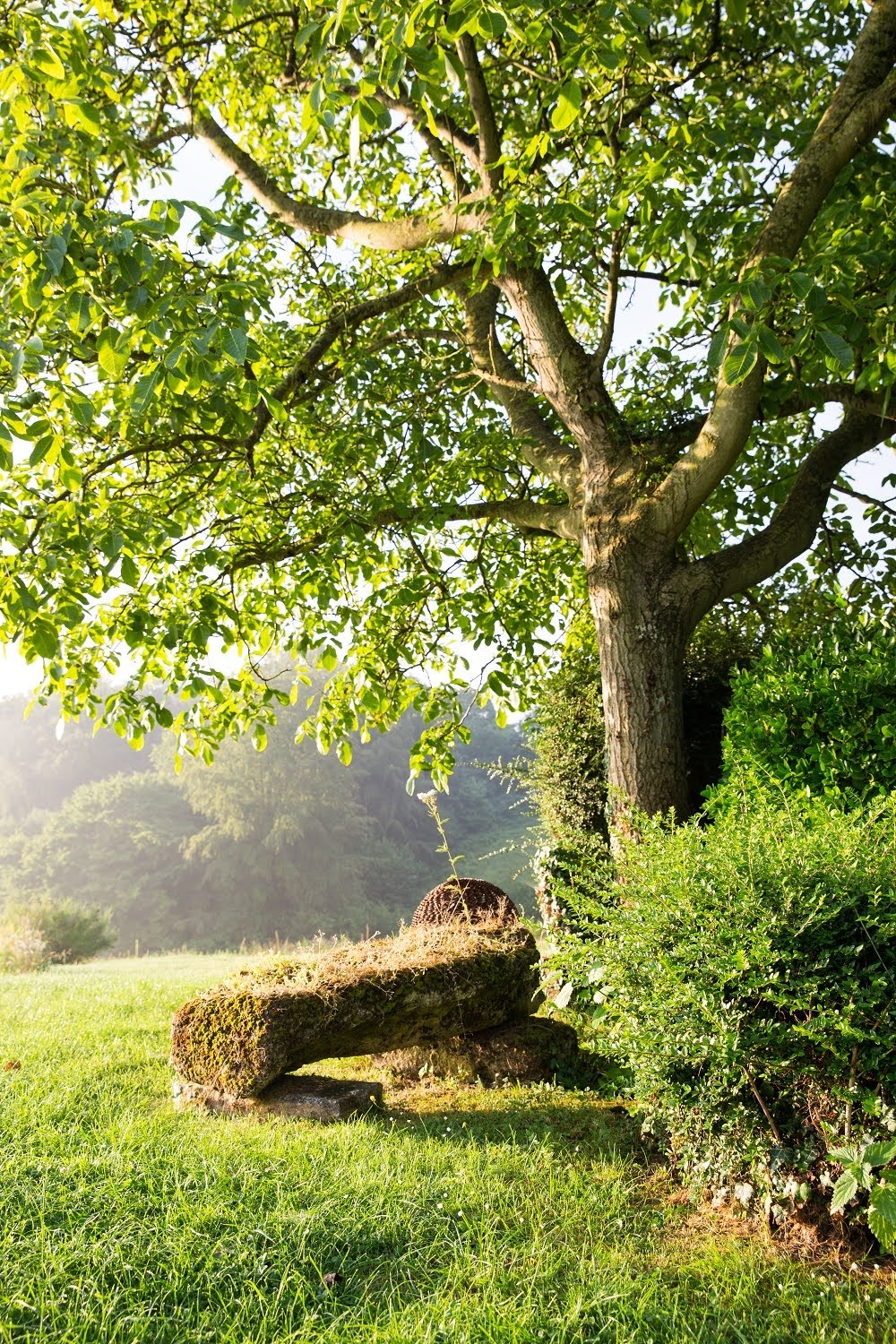 noyer stage yoga normandie arbre aux étoiles